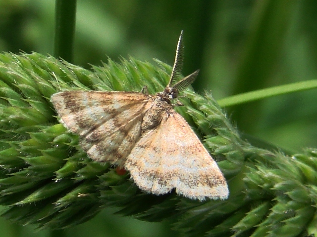 Emmiltis pygmaearia  (Geometridae)